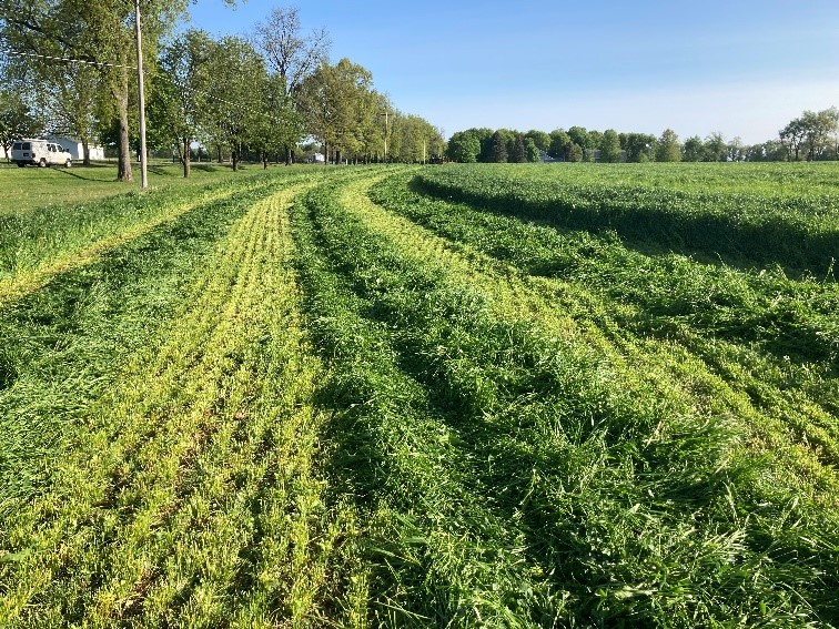 A forage field.